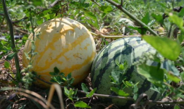 去哪吃瓜爆料,去哪吃瓜爆料，带你直击明星幕后故事